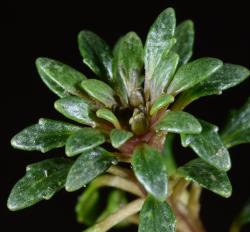 Notothlaspi australe leafy rosette.
 Image: P.B. Heenan © Landcare Research 2019 CC BY 3.0 NZ
